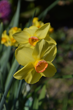 DSC_4298.webp