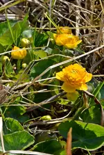 DSC_4301.webp