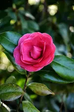 DSC_4303.webp