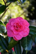 DSC_4305.webp