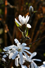 DSC_4311.webp