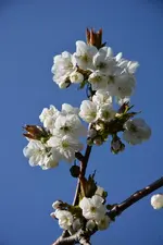 DSC_4320.webp