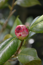 DSC_4276.webp