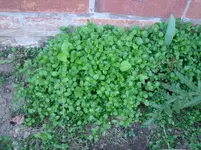 DSCF3581 unkraut.webp