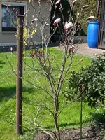 15-04-23             Auch diese Susann kommt.webp