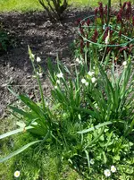 15-04-23             hoher Märzenbecher.webp