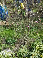 15-04-23         Susann.webp