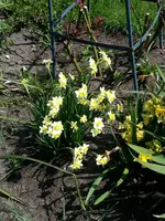 15-04-23        Narzissen.webp