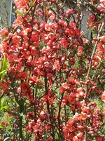 15-04-23       Zierquitte.webp