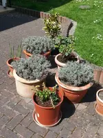 15-04-23     Kübelgarten läuft an.webp