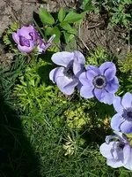 15-04-23  Anemonen.webp