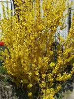 15-04-23  Forsythie.webp