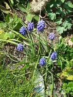 15-04-23  Traubenhyazinhen.webp