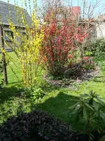 2015-04-23    Lockere Hecke West.webp