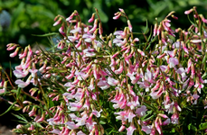 Frühlingsplattererbse_weiss_rosa2_800.webp