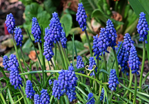 Perl_Hyazinthen_blau_grün_800.webp