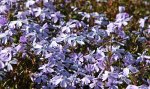 Polsterphlox_bleu_800.JPG