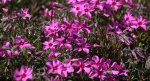 Polsterphlox_knall_pink_800.JPG