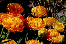 Tulpe_gelb_orange_gefüllt_Licht_Schatten1_800.webp