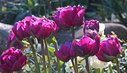 Tulpe_lila_Gegenlicht_800.webp