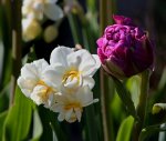 Tulpe_lila_purple_Narzisse_creme_900.JPG