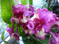 P1340363.webp