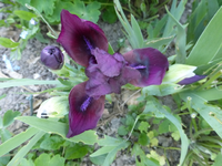 P1340261.webp