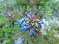 P1340342.webp