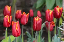 Abu Hasam1.webp