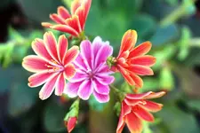 Lewisia.webp