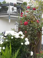DSCN1156.webp