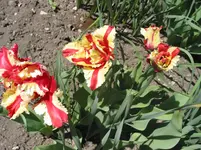 004.webp