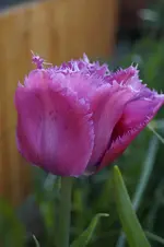 _DSC8023.webp