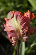 _DSC8028.webp