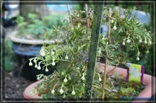 comp_DSC03182.webp