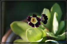 comp_DSC03205.webp