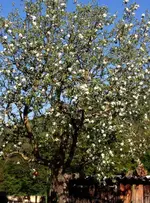 Apfel.webp