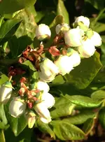 Heidelbeeren.webp