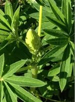 Lupinenblüte.webp