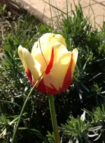 Tulpe.webp