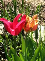 Tulpen1.webp
