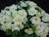 DSC01355.webp