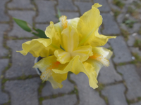 P1340405.webp