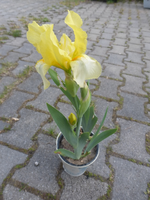 P1340407.webp
