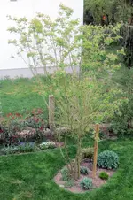 Felsenbirne_02.webp