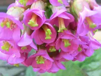 CIMG0120.webp