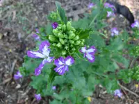 CIMG0126.webp