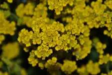 DSC_7342.webp