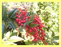 008.webp