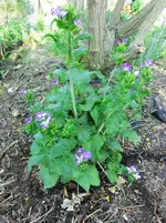 CIMG0127.webp